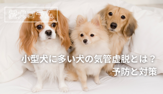 小型犬に多い犬の気管虚脱とは？予防と対策